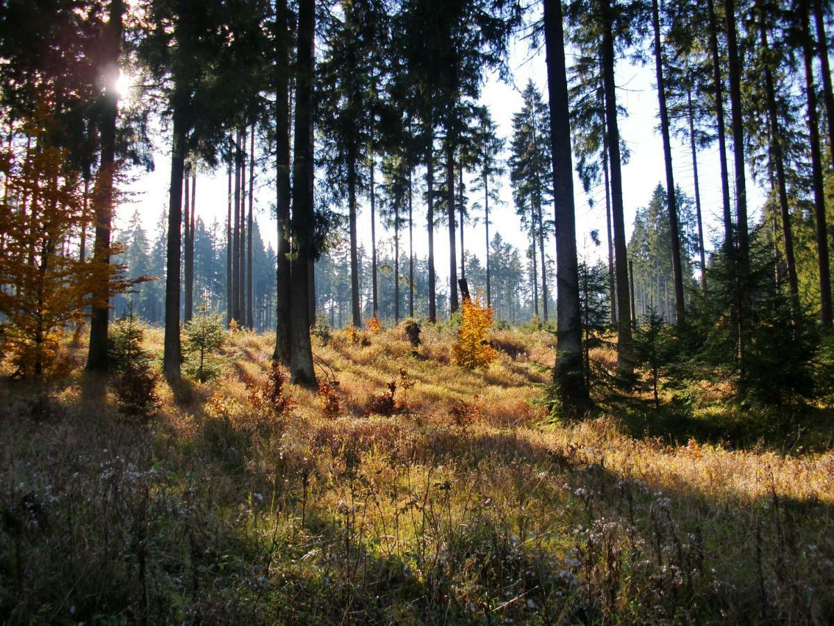 Ferienwohnung Arnika Inklusive Waeschepaket Braunlage Esterno foto