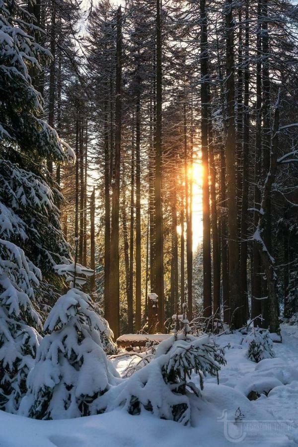 Ferienwohnung Arnika Inklusive Waeschepaket Braunlage Esterno foto